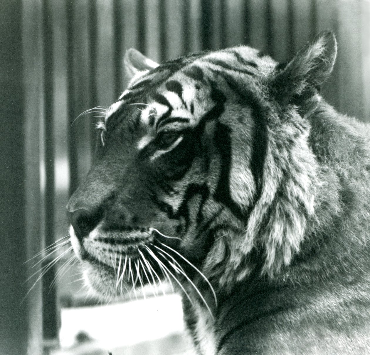 Tiger Sam at London Zoo in 1925 by Frederick William Bond