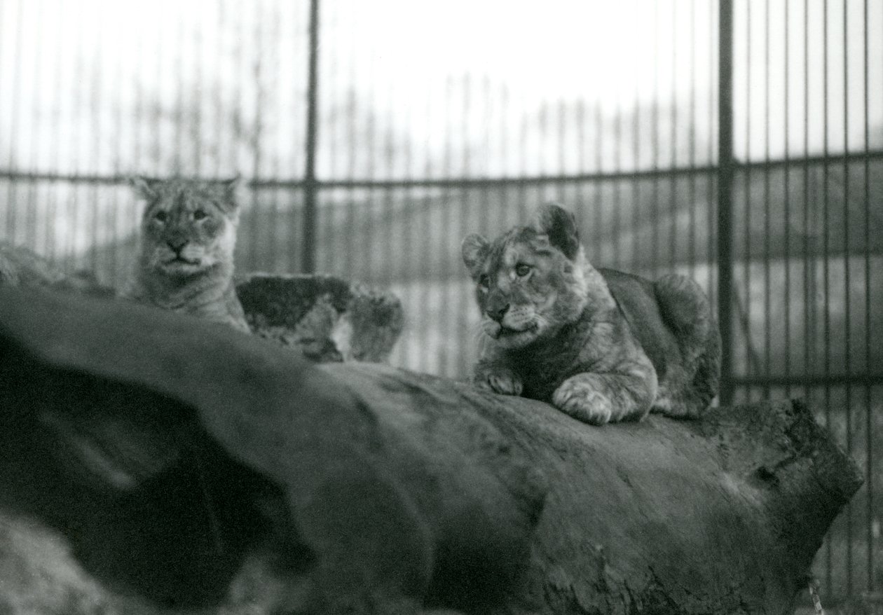 Two Lion cubs in their enclosure at London Zoo, April 1924 by Frederick William Bond