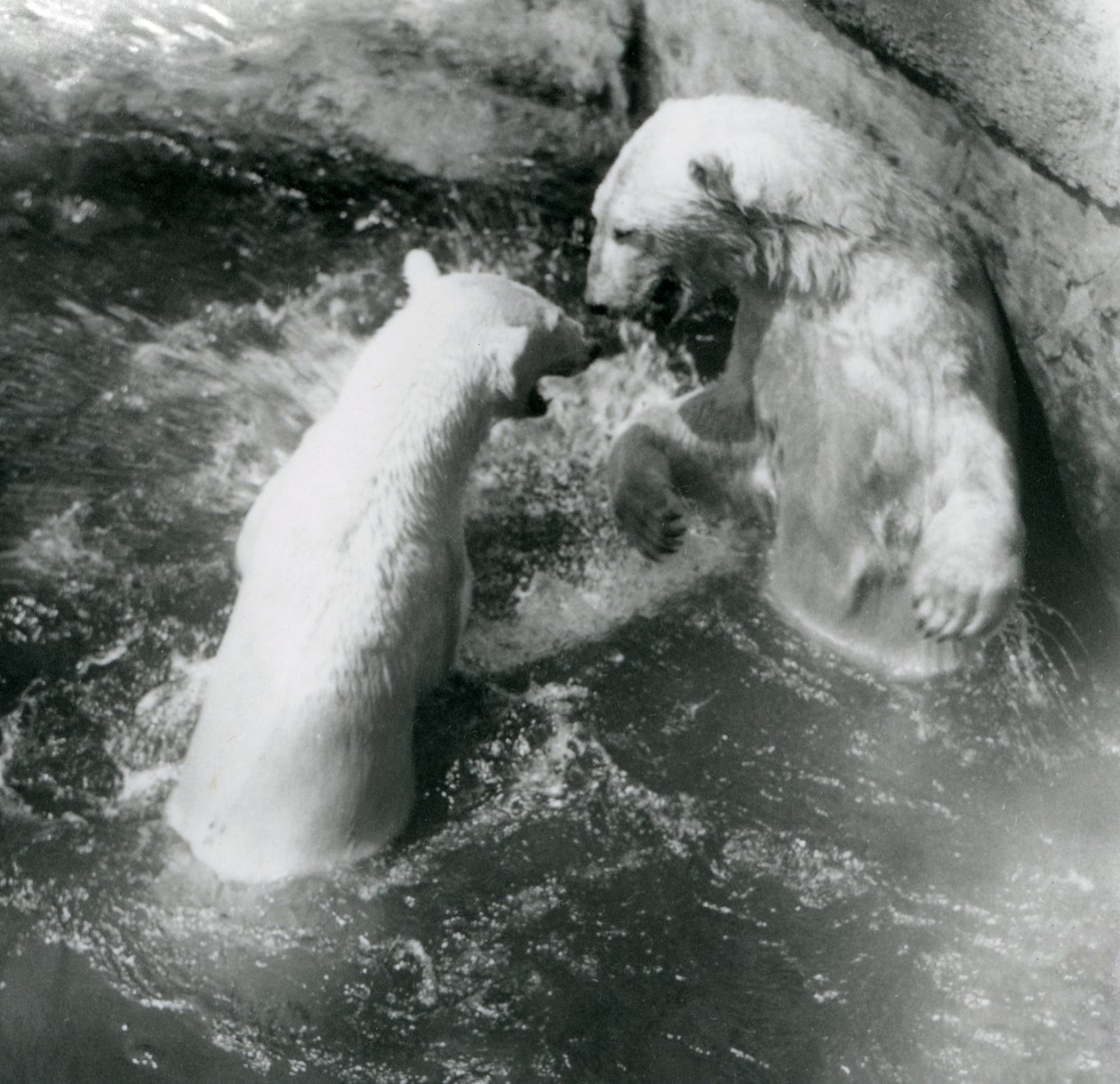 Two Polar Bears Romp in Their Pool, London Zoo in 1926 by Frederick William Bond