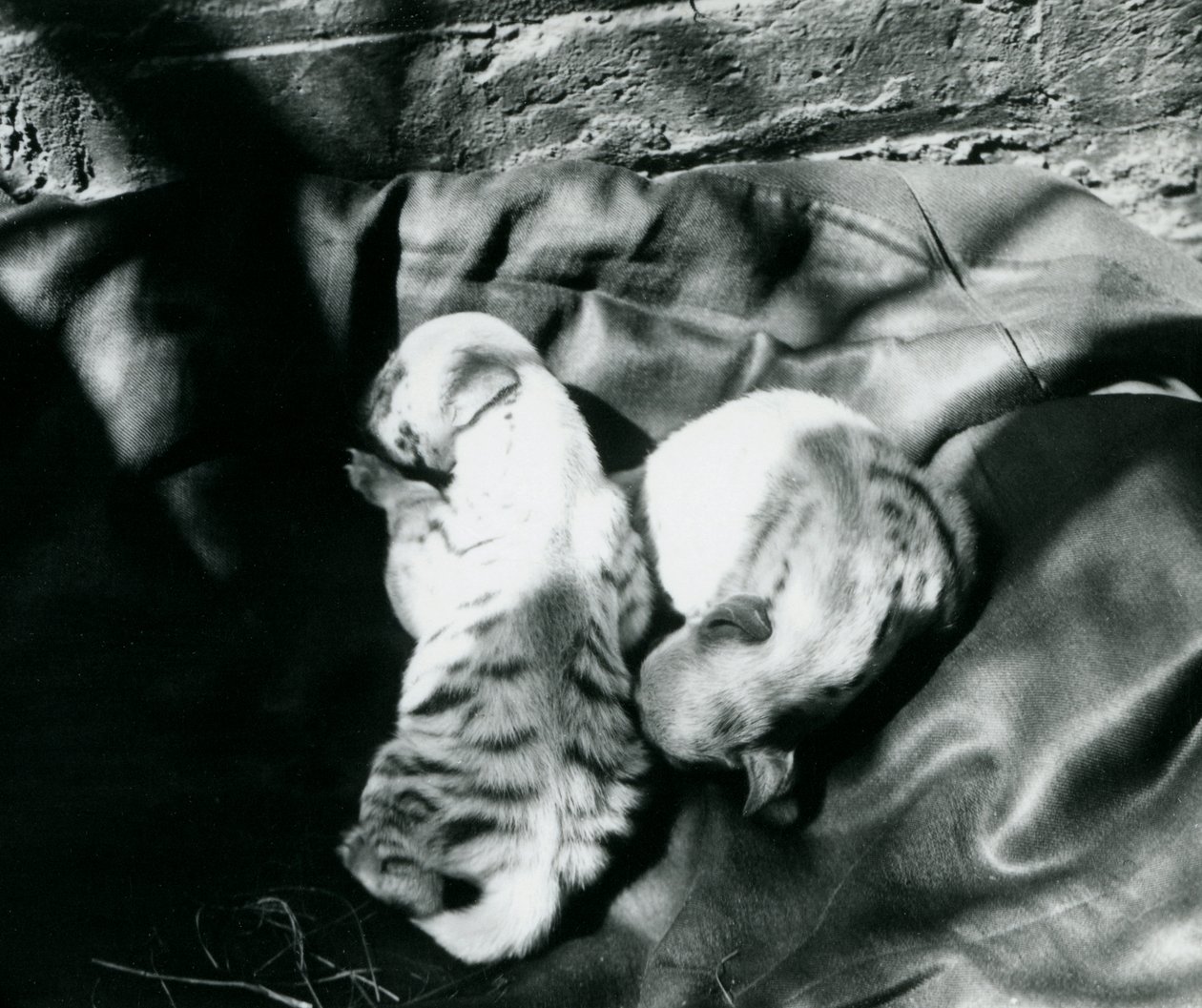 Two Striped Hyena Cubs at London Zoo by Frederick William Bond
