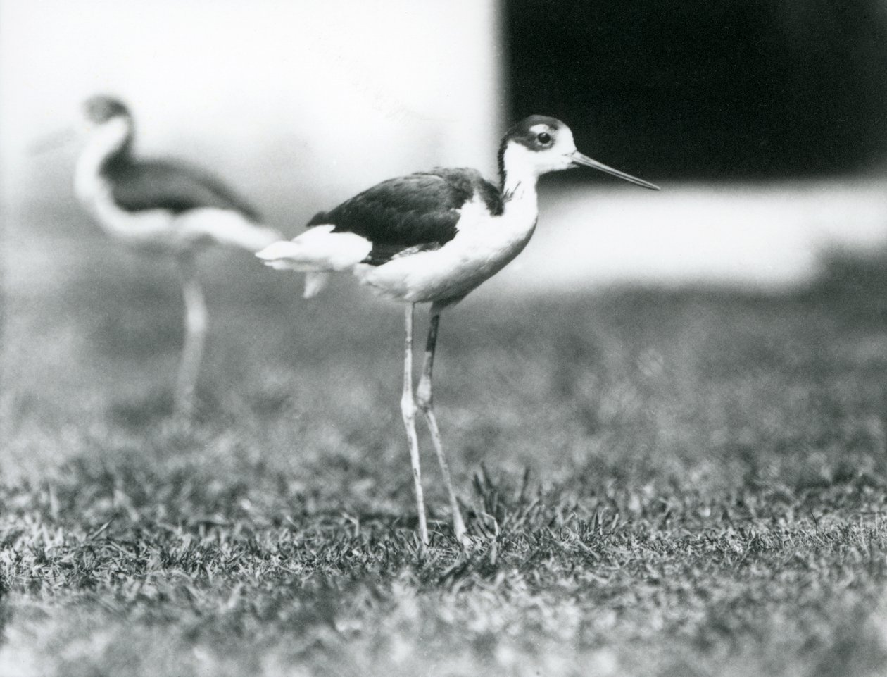 Black-necked Stilts at London Zoo, July 1925 by Frederick William Bond