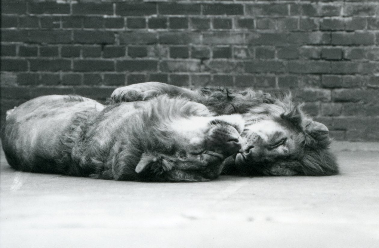 Two Lions Lying Down to Sleep with Their Paws Around Each Other, London Zoo by Frederick William Bond