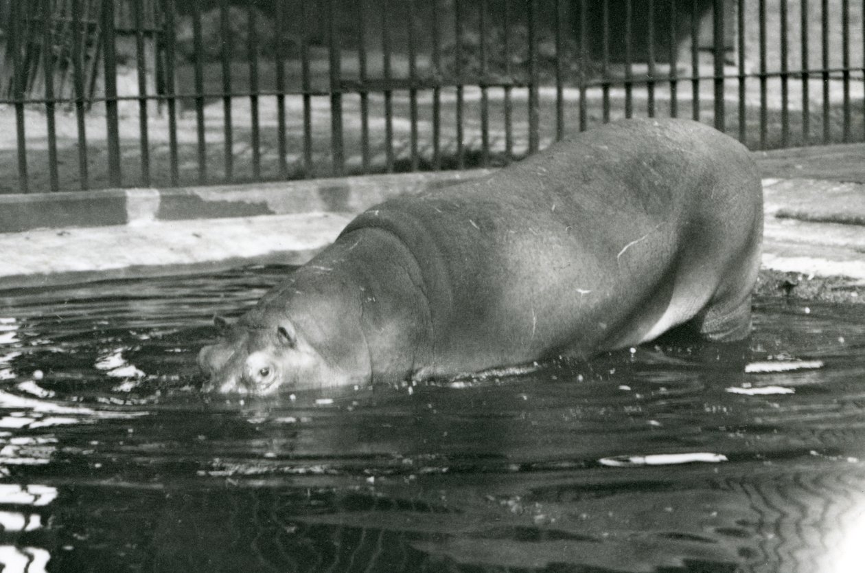 Young Hippopotamus Bobbie Entering His Pool at London Zoo in August 1927 by Frederick William Bond