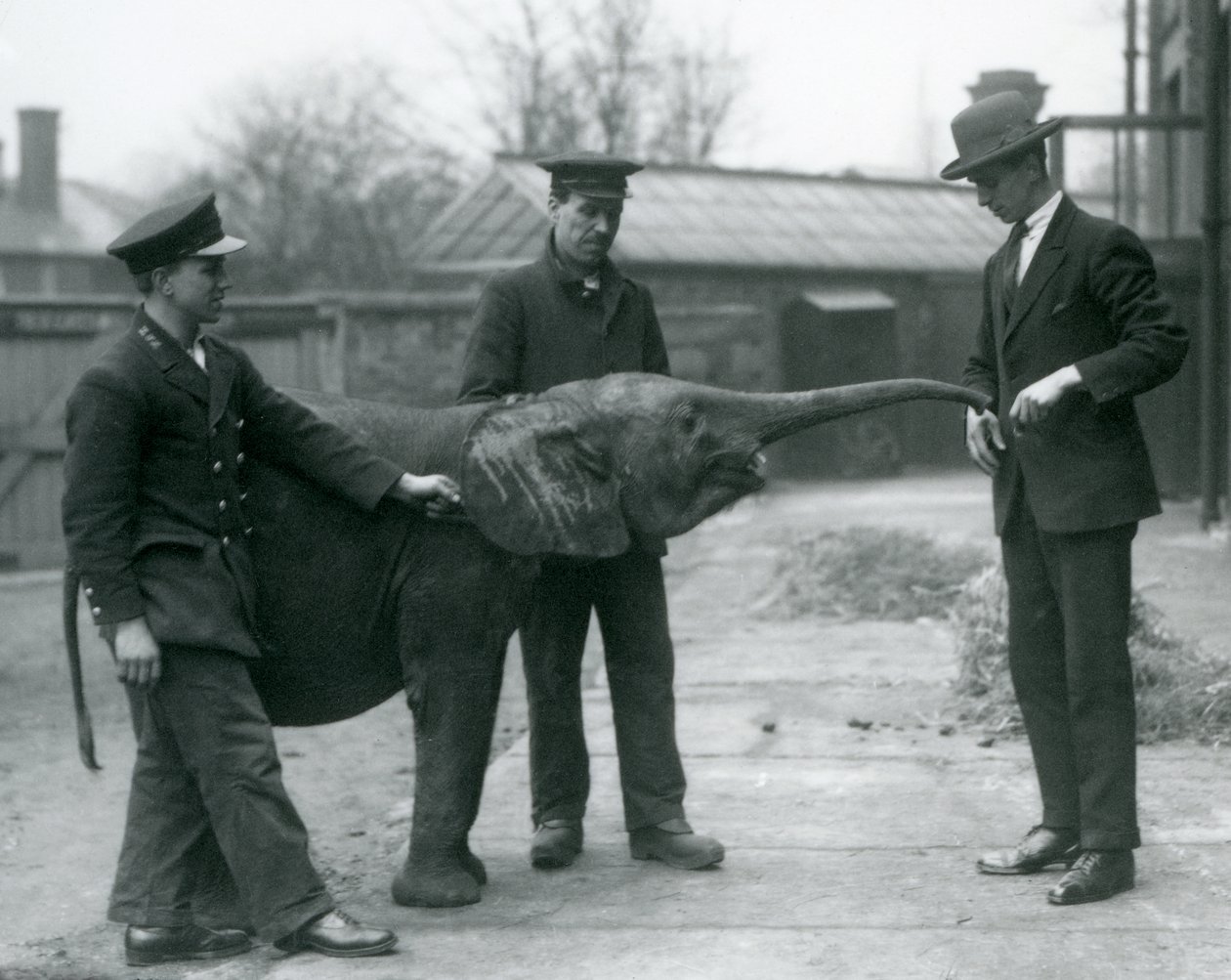 Young female African Pygmy Elephant Oojah raising her trunk for a treat at London Zoo, June 1925 by Frederick William Bond