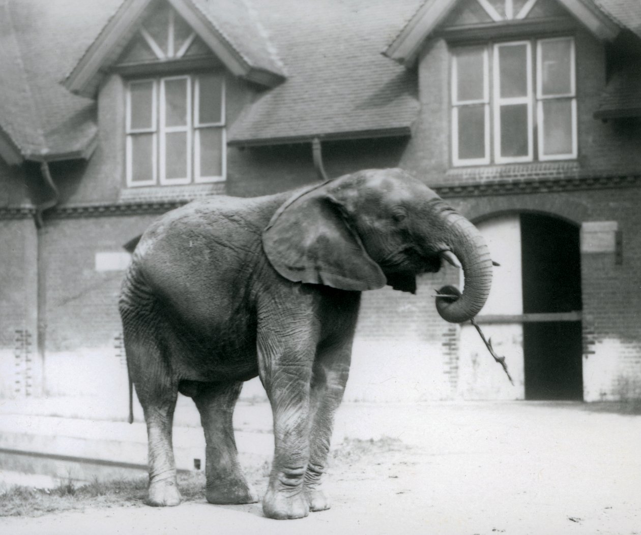 Young male African Elephant Kiberenge standing in front of the Elephant House, London Zoo by Frederick William Bond