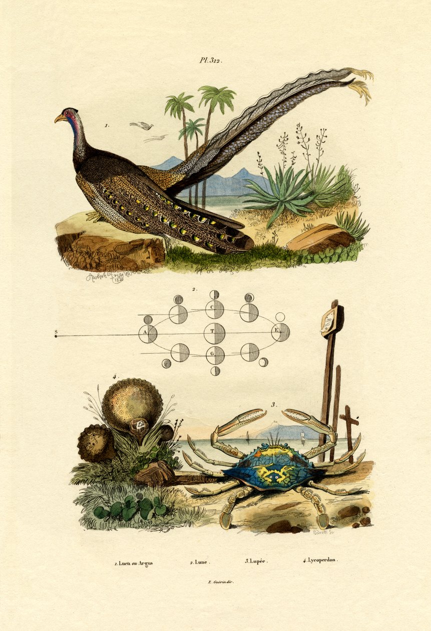 Argus Pheasant by French School