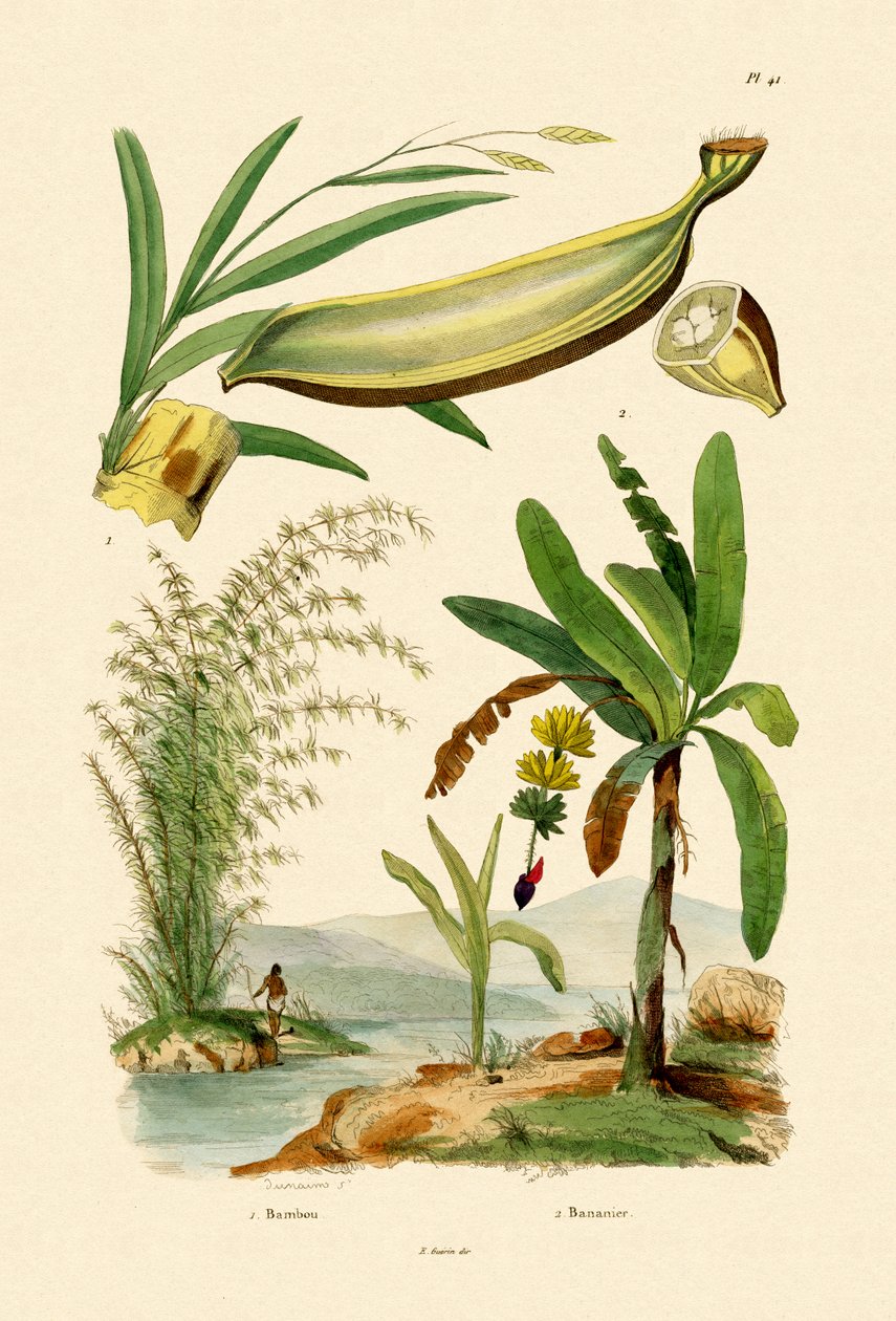 Bamboo, 1833-39 by French School