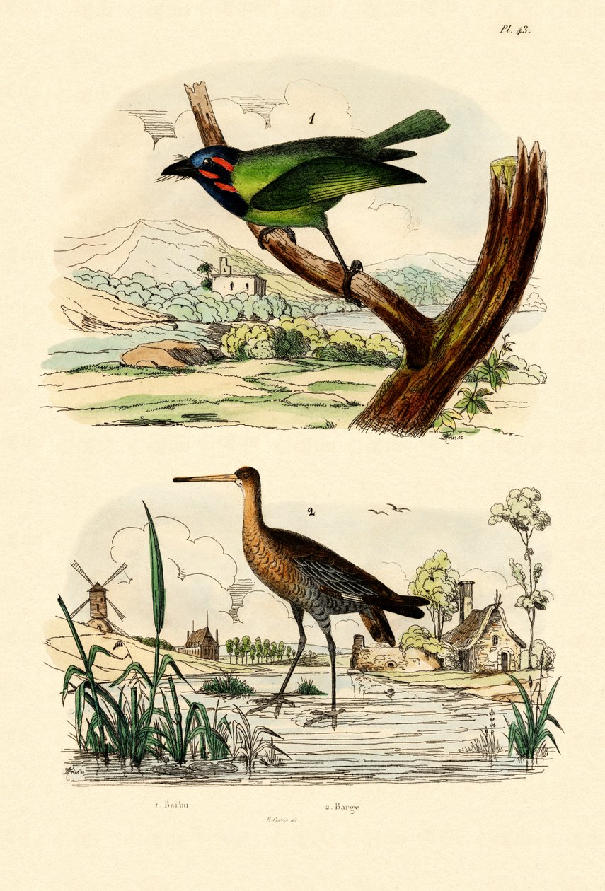 Barbet, 1833-39 by French School