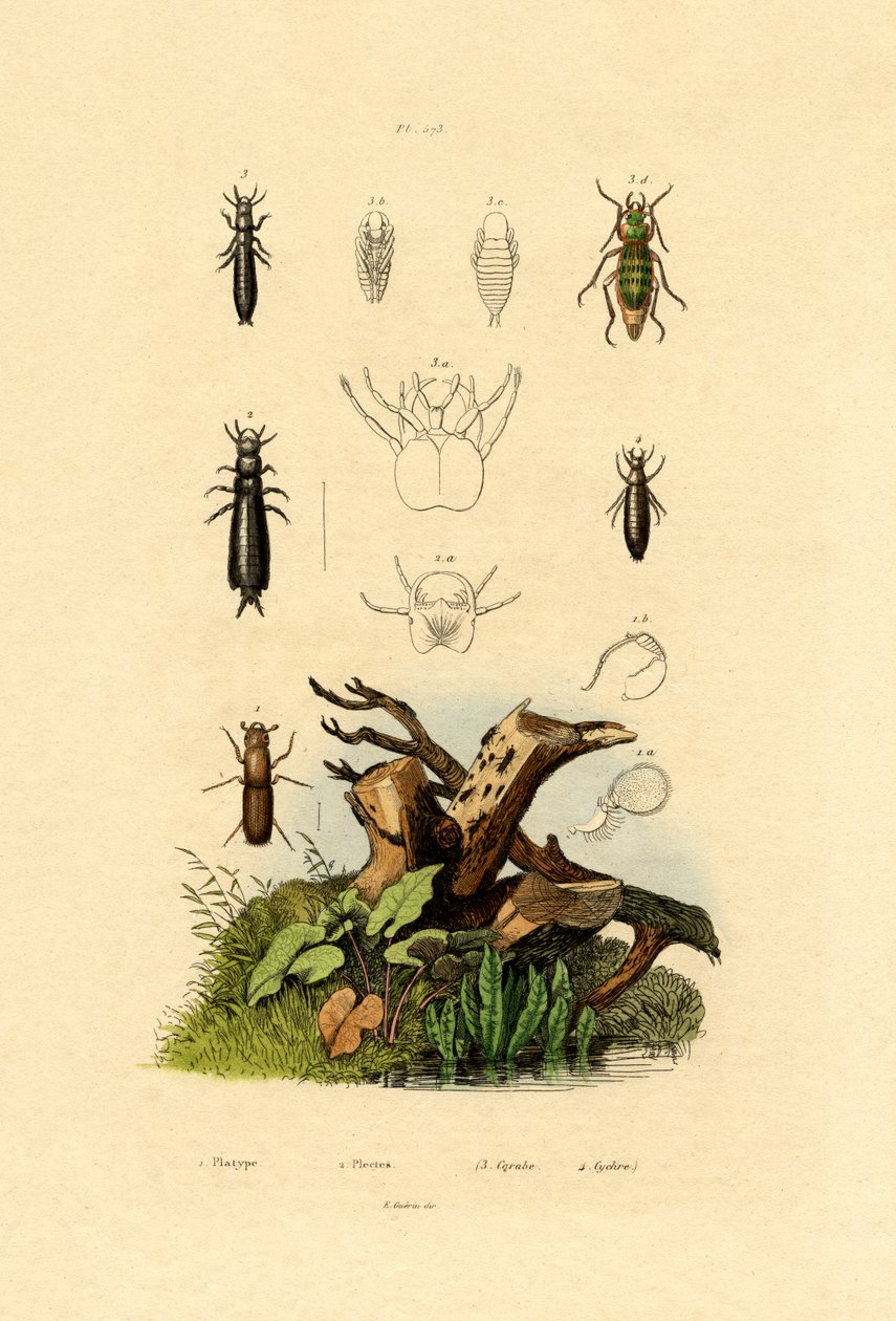 Bark Beetle by French School