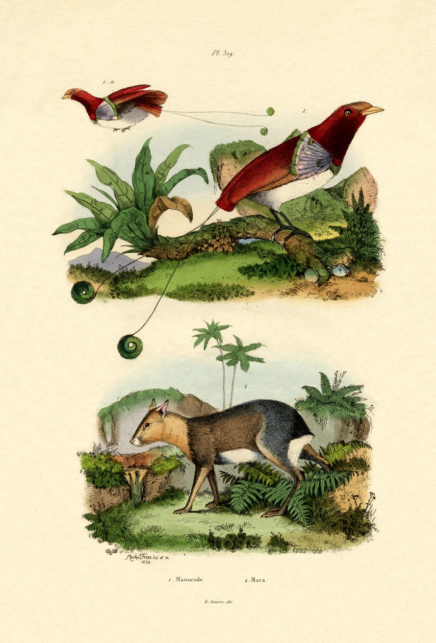 Bird of Paradise by French School
