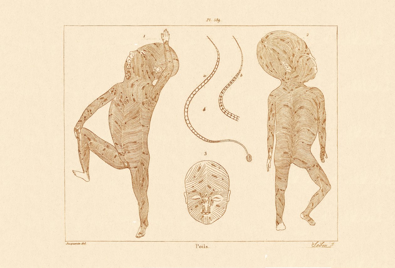 Body Hair by French School