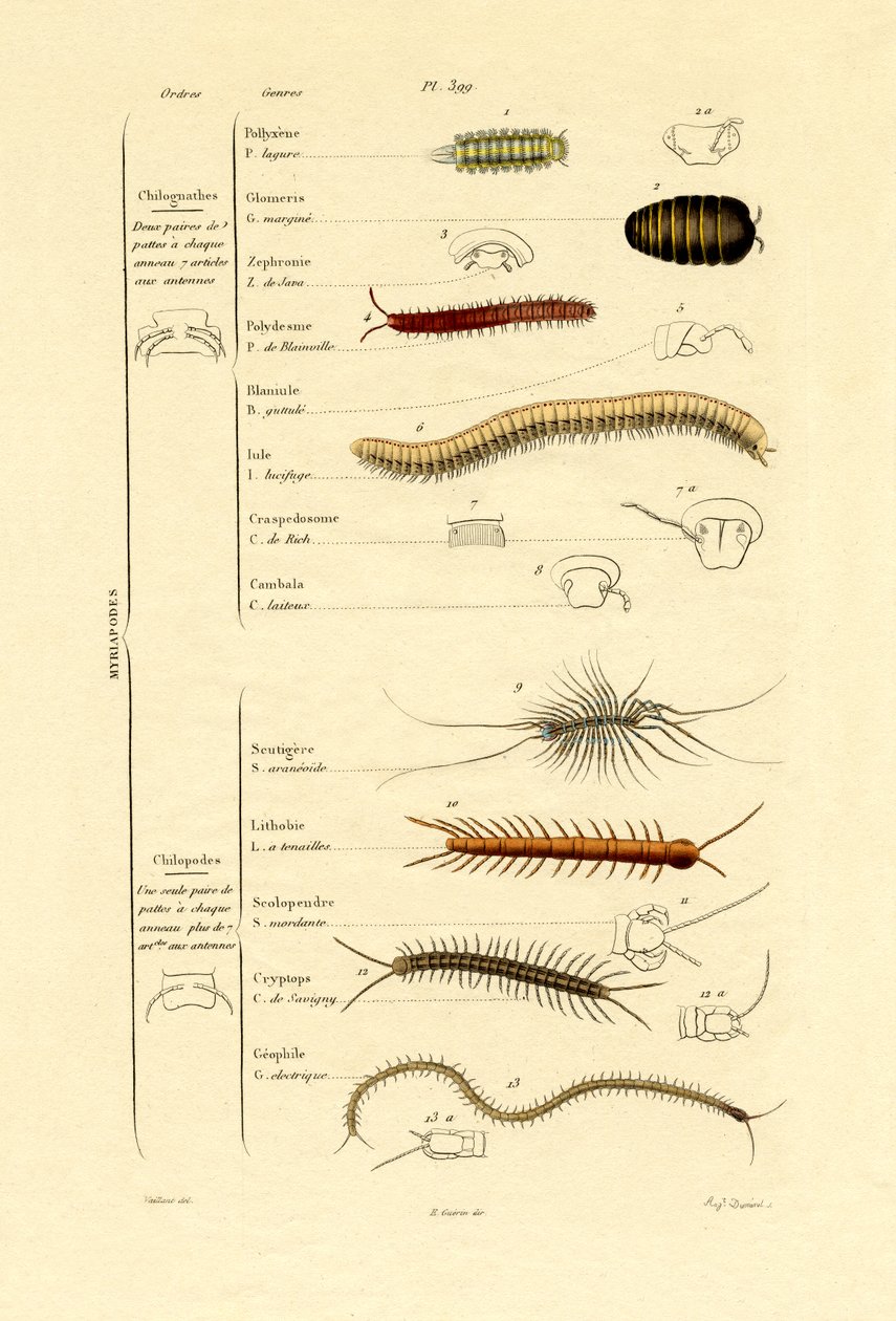 Centipede by French School