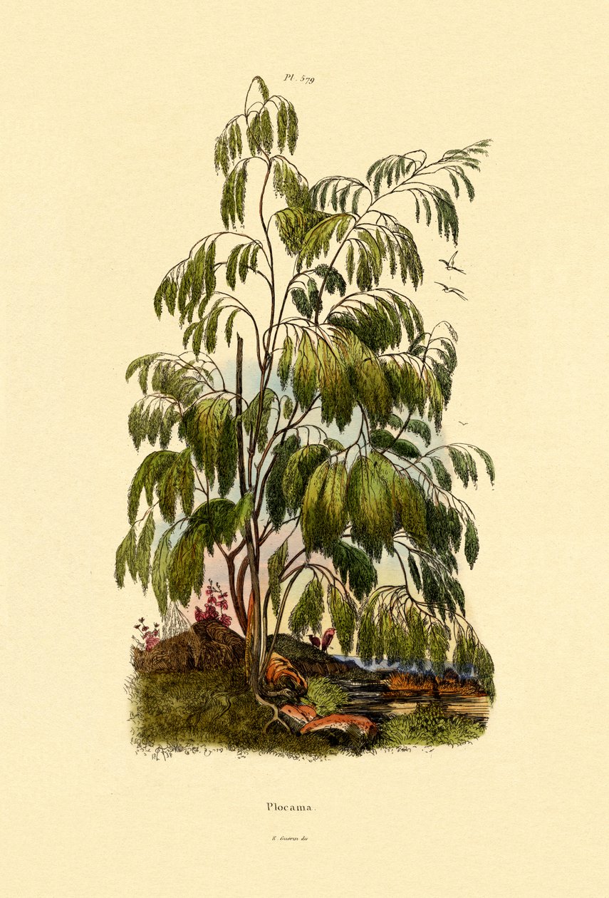 Evergreen Bush by French School
