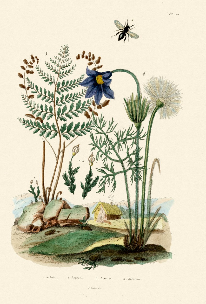 Fern, 1833-39 by French School