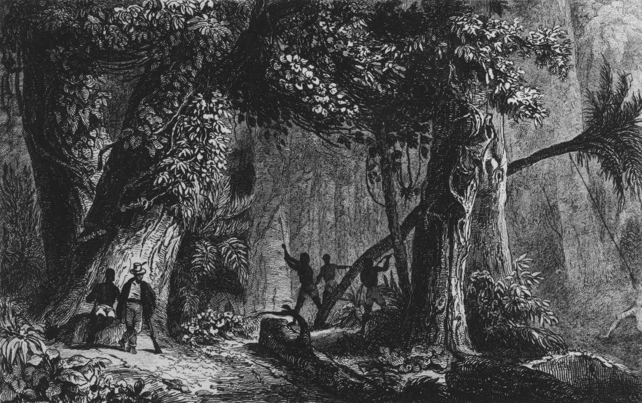 Forest Opening from 