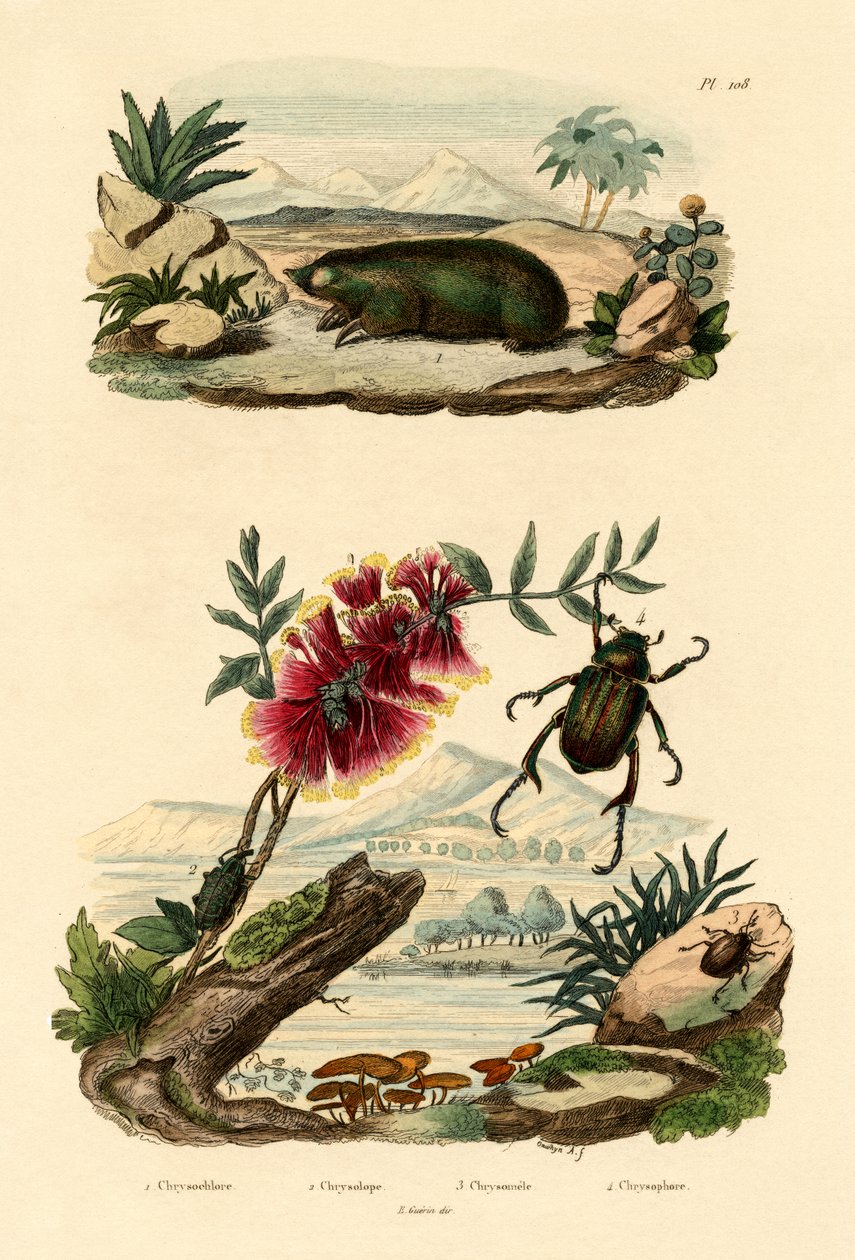 Golden Mole by French School