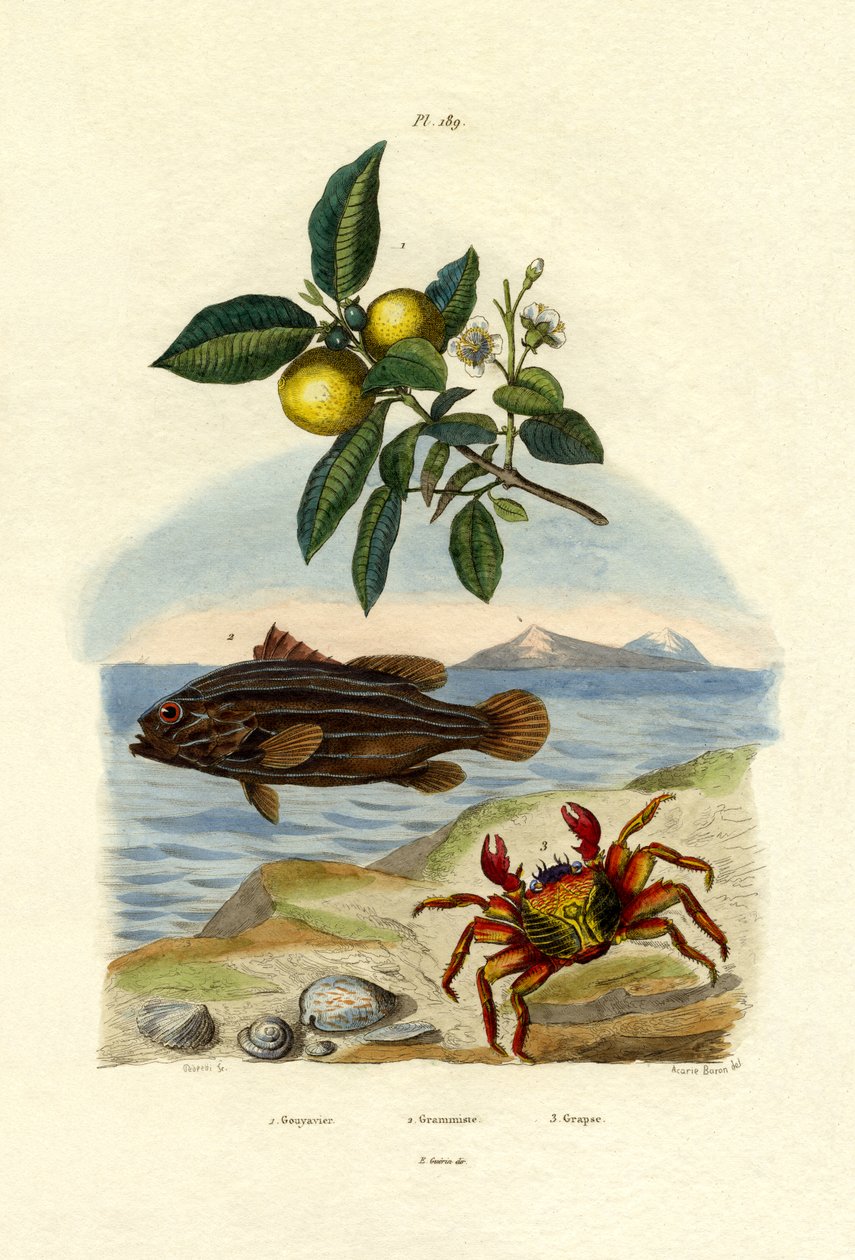 Guava by French School: Premium art reproduction