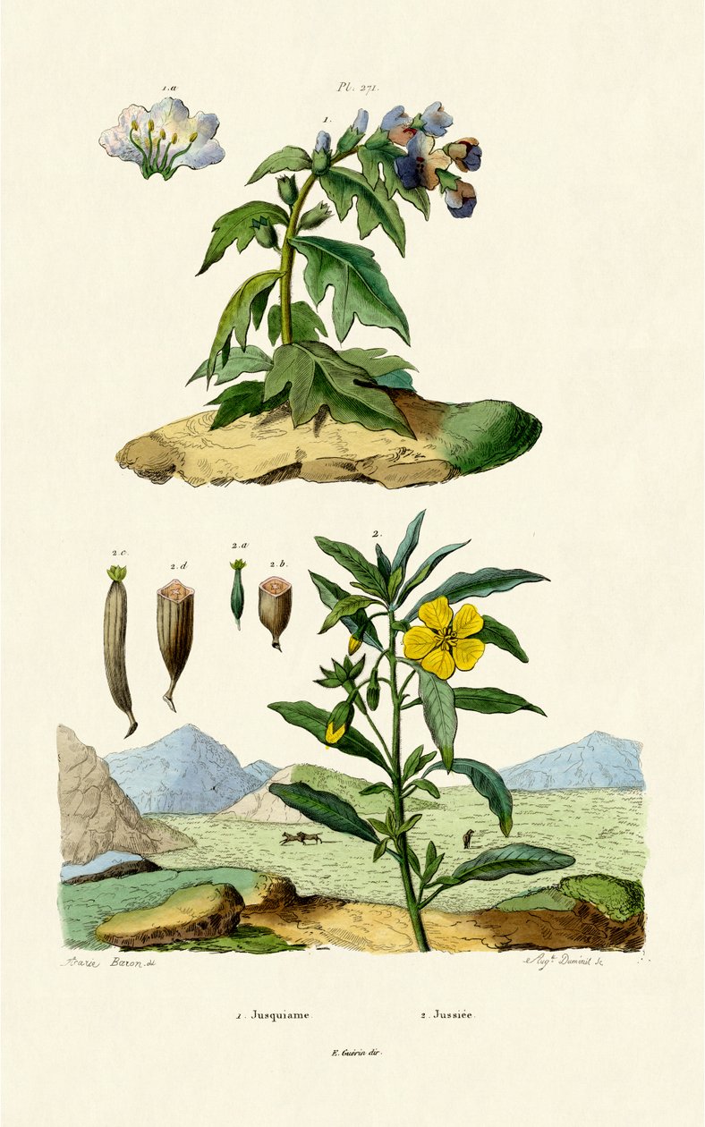 Henbane by French School