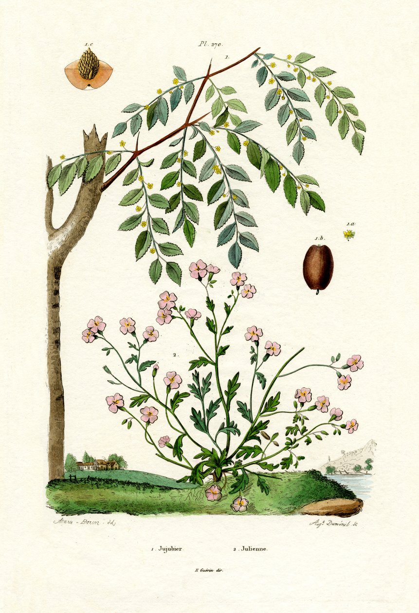 Jujube by French School