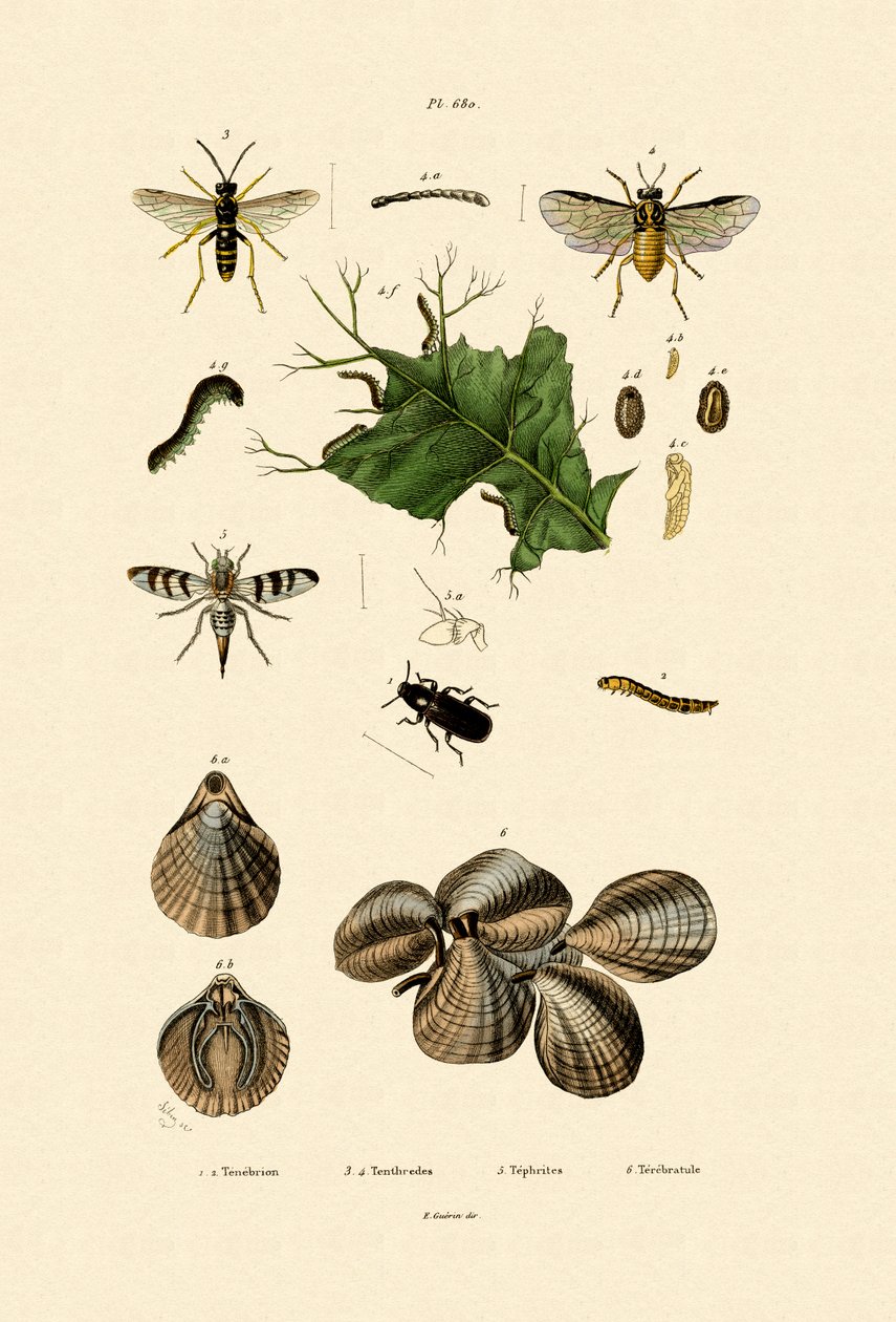 Mealworm Beetle by French School