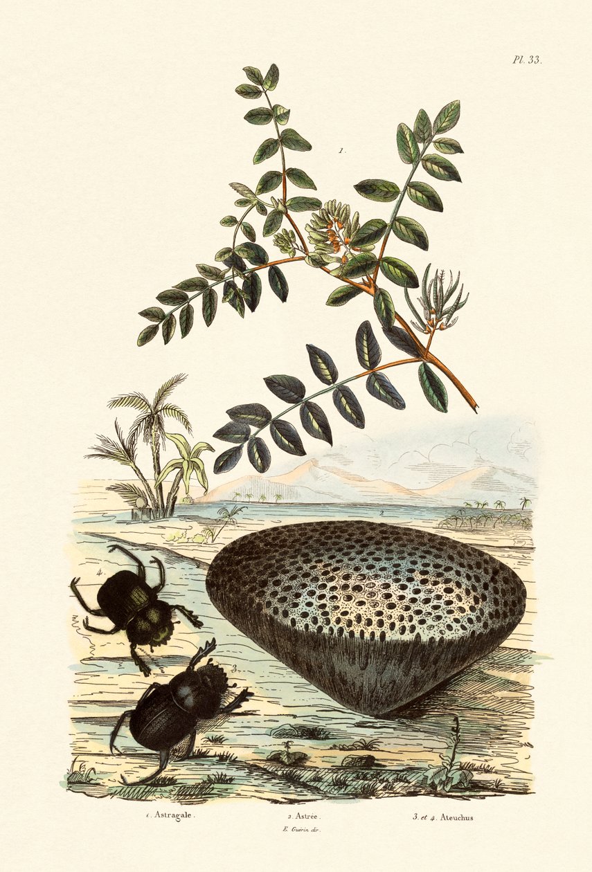 Milk Vetch, 1833-39 by French School