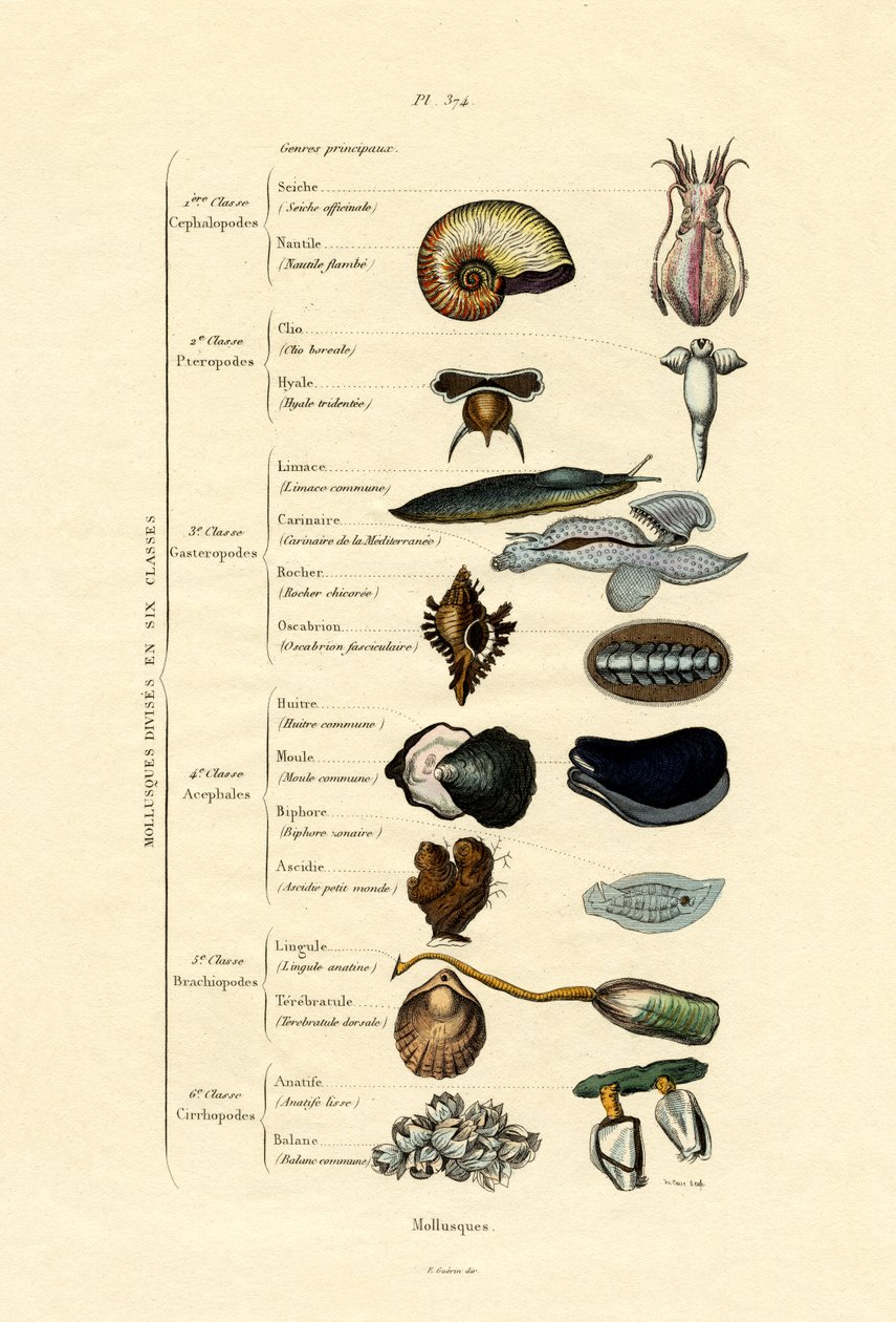 Molluscs by French School