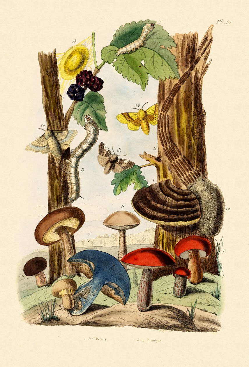 Mushrooms by French School