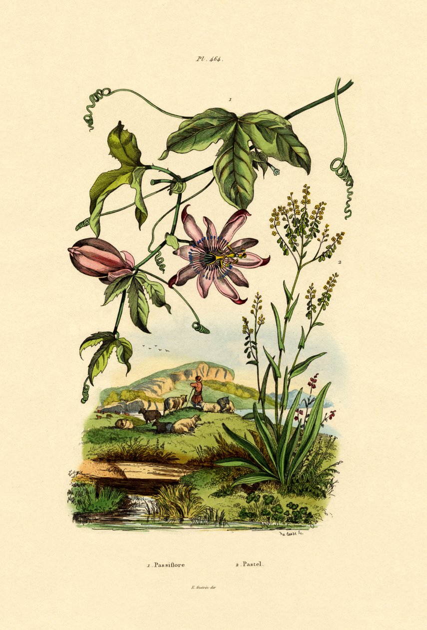 Passion Flower by French School