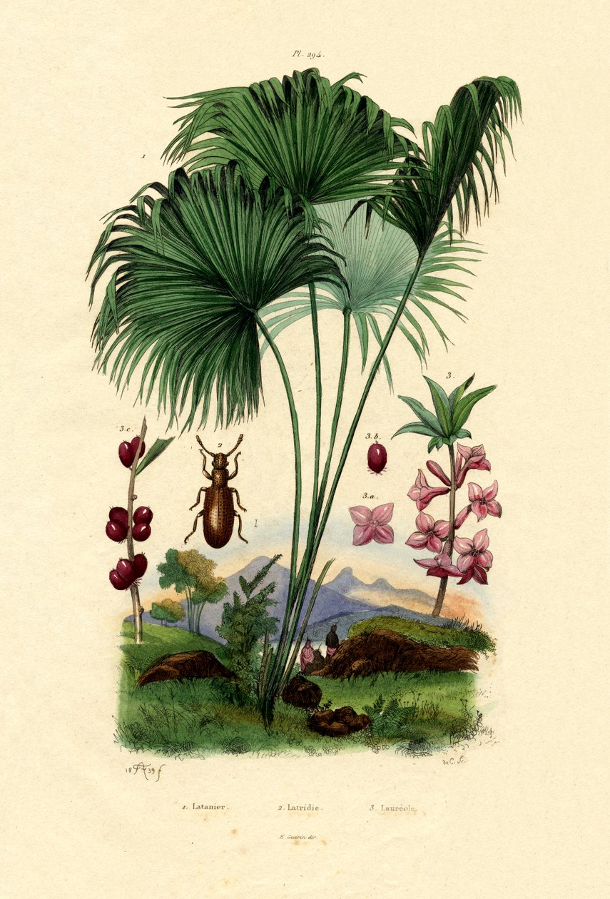 Red Latan Palm by French School
