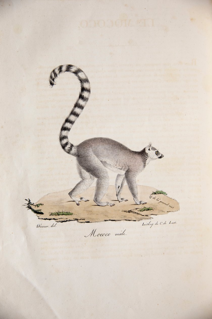 Ring-tailed Lemur, from Histoire Naturelle des Mammifères, with original figures, by Étienne Geoffroy Saint-Hilaire & Frédéric Cuvier, 1824-42 by French School