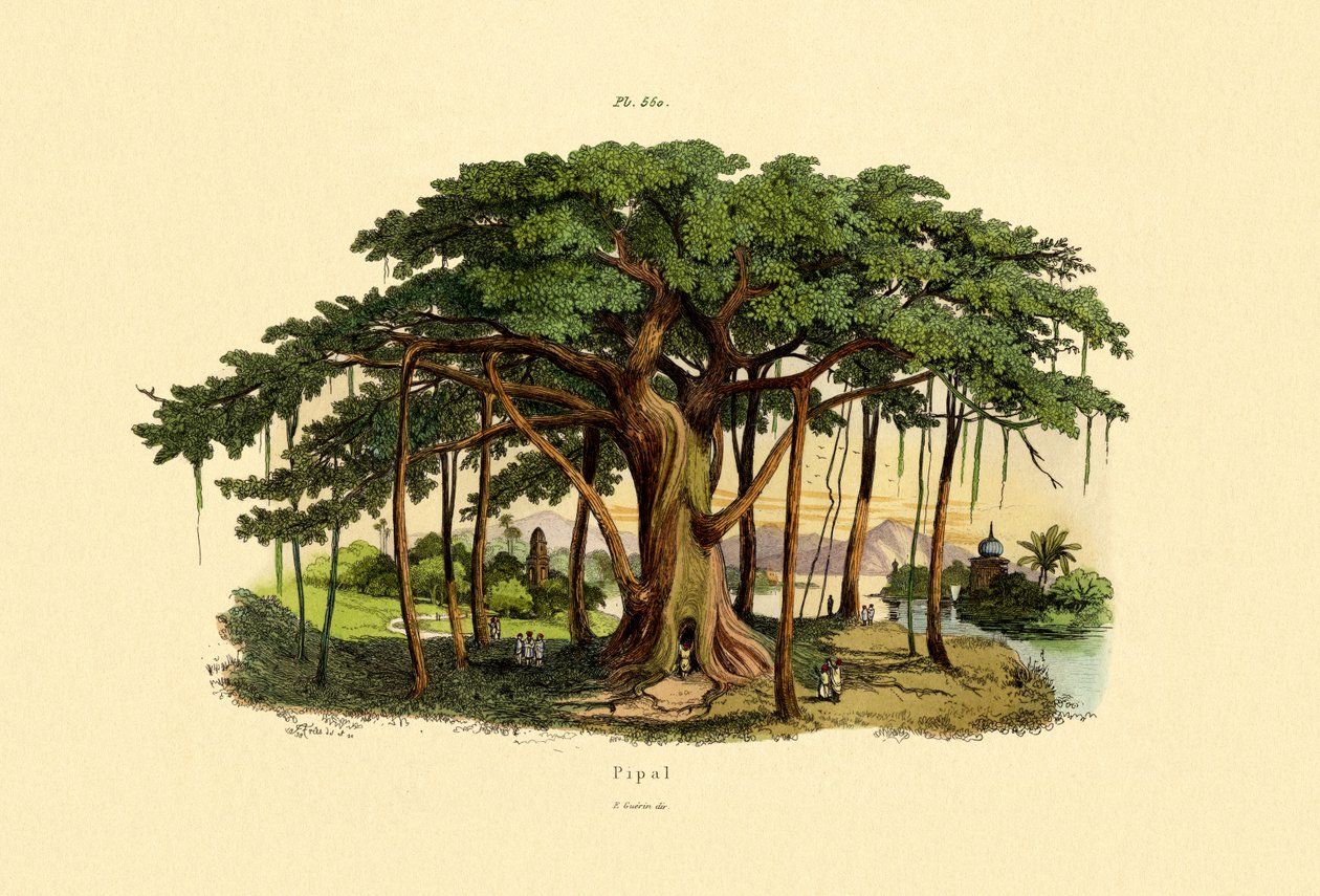 Sacred Fig by French School