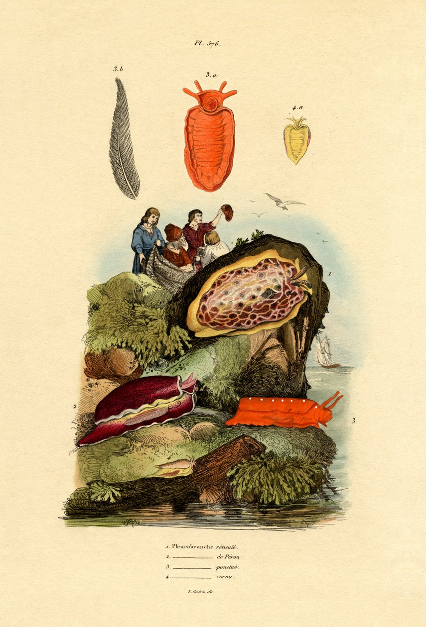 Sea Slugs by French School