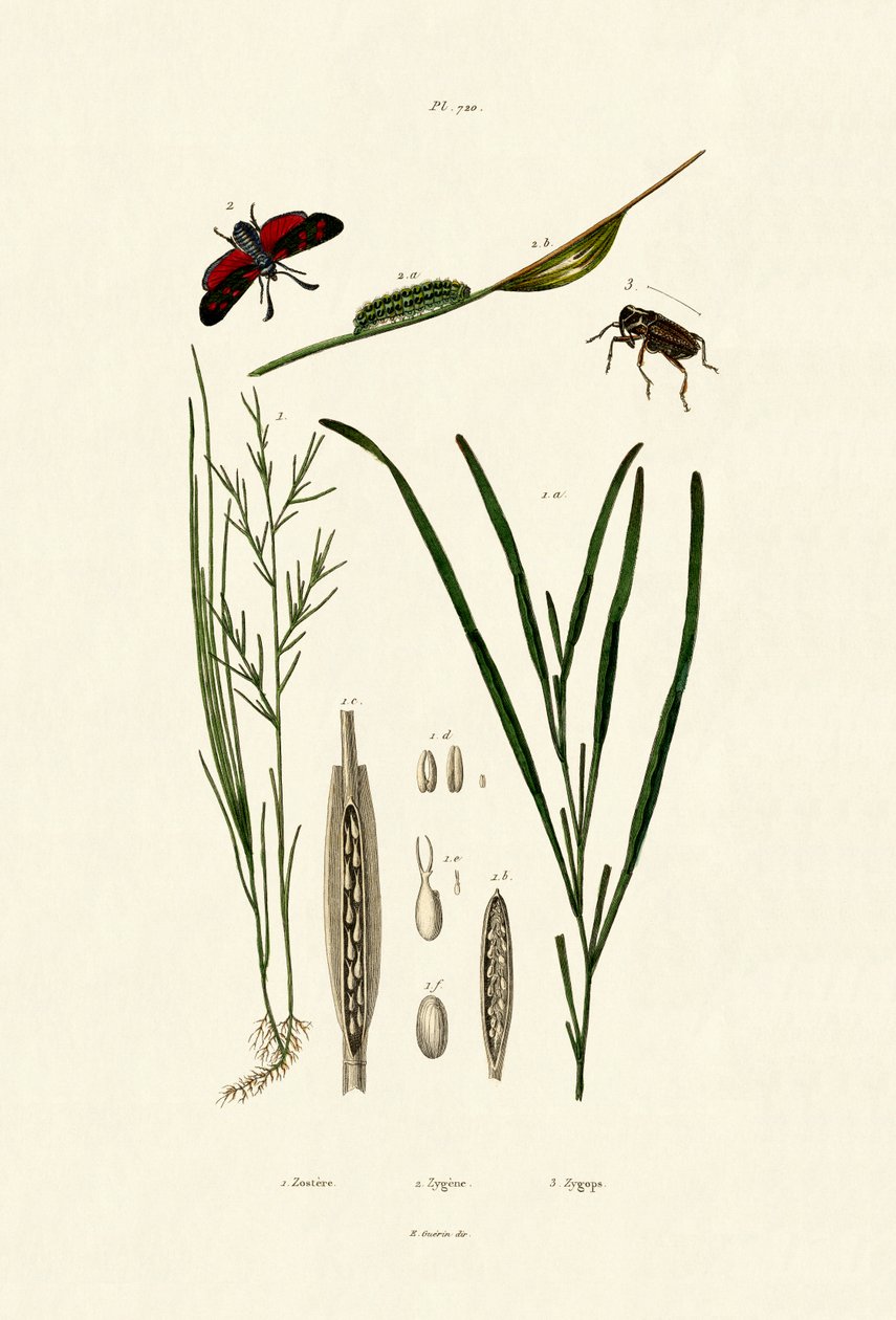 Seagrass by French School