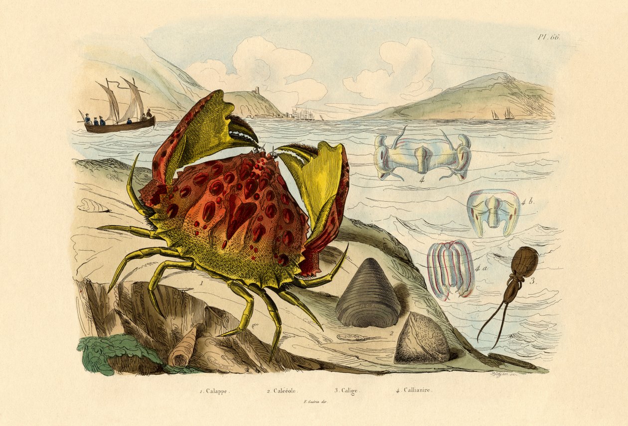 Shamefaced Crab by French School: Premium art reproduction