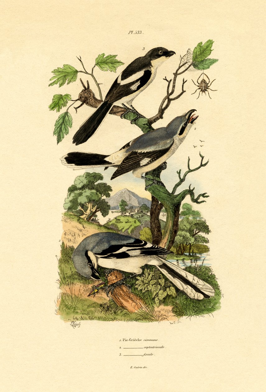 Shrikes by French School