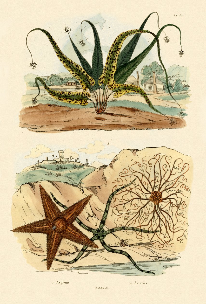 Sweet Fern, 1833-39 by French School
