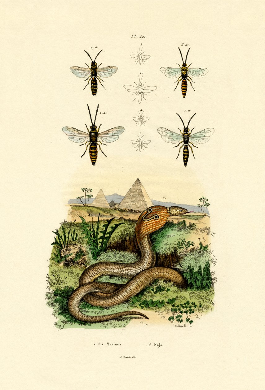 Wasps by French School