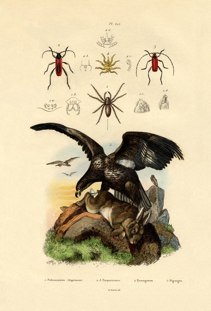 Water Spider by French School