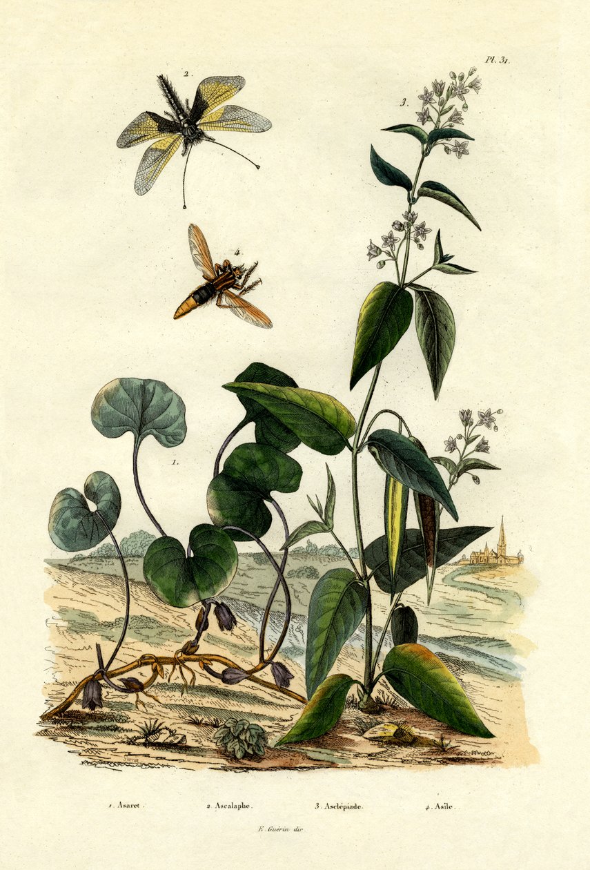Wild Ginger, 1833-39 by French School