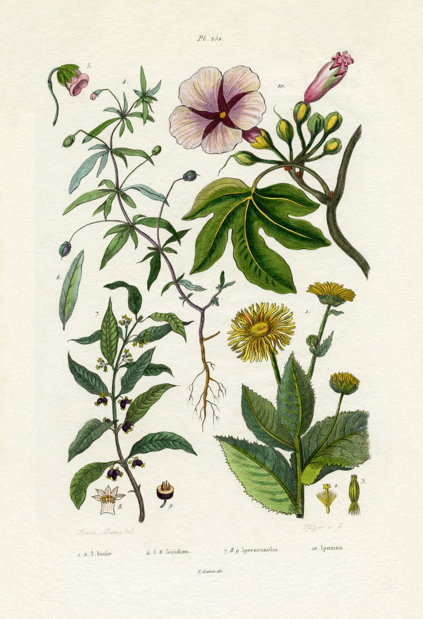 Wild Sunflower by French School