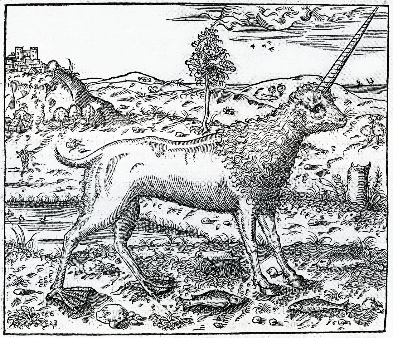 A Campchurch Unicorn, Illustration from 