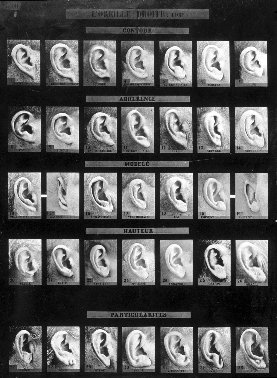 Anthropometric classification and identification of the Bertillon system: comparison of different types of straight ears (lobe). Late 19th century by French Photographer