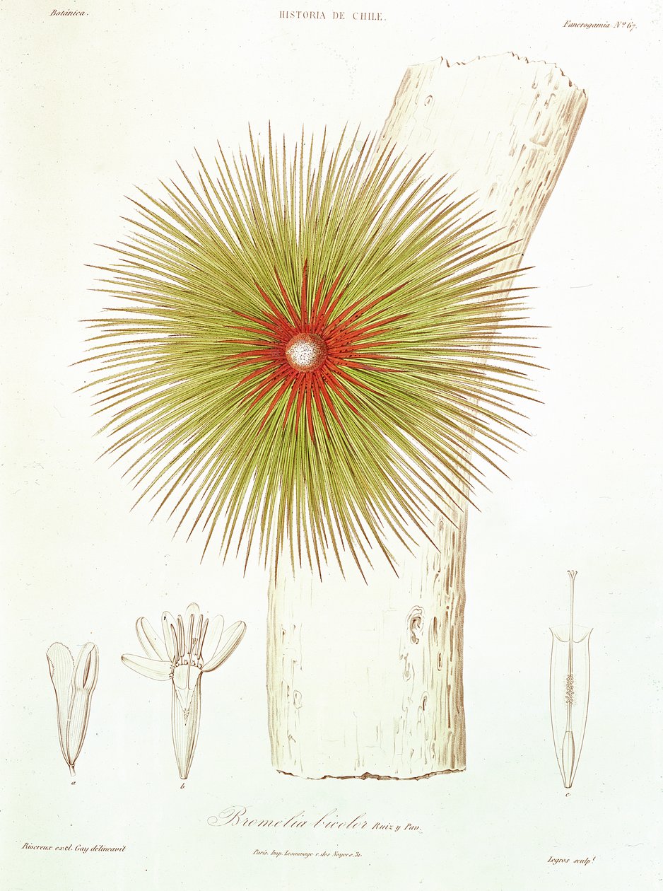 A Bromelia found in the Andes, from 