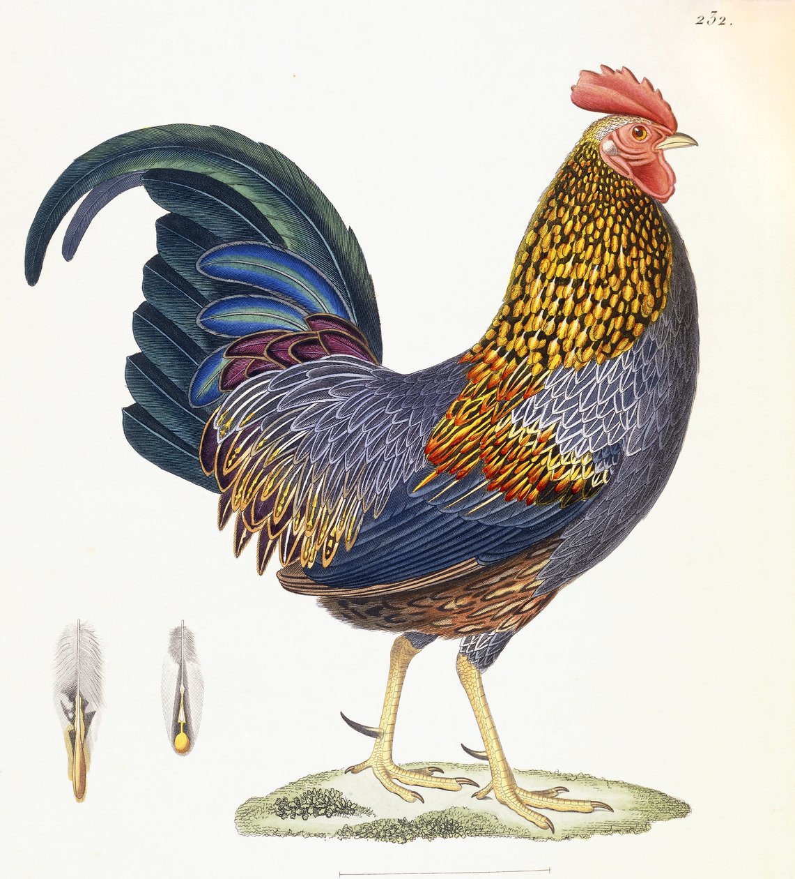 A Hen, Plate 232, from 'Nouveau Recueil de Planches Coloriees d'Oiseaux'