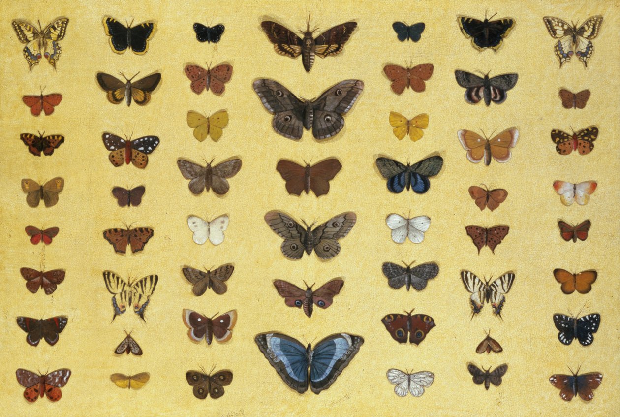 A collage of butterflies and moths including the Camberwell Beauty, the British Swallowtail, the Scarce Swallowtail, the Peacock and the Small Tortoiseshell, c.1830 by French School