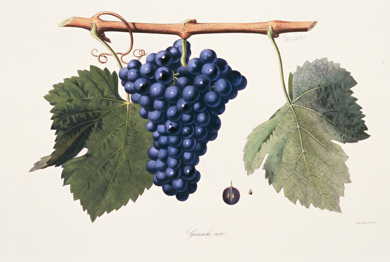 Ampelography, Grape Grenache Cotes du Rhone by French School