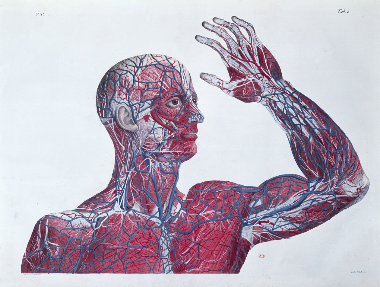Anatomy of the human head and arm, from a book on anatomy by Francesco Antommarchi (engraved by Mascagni, c.1820) by French School