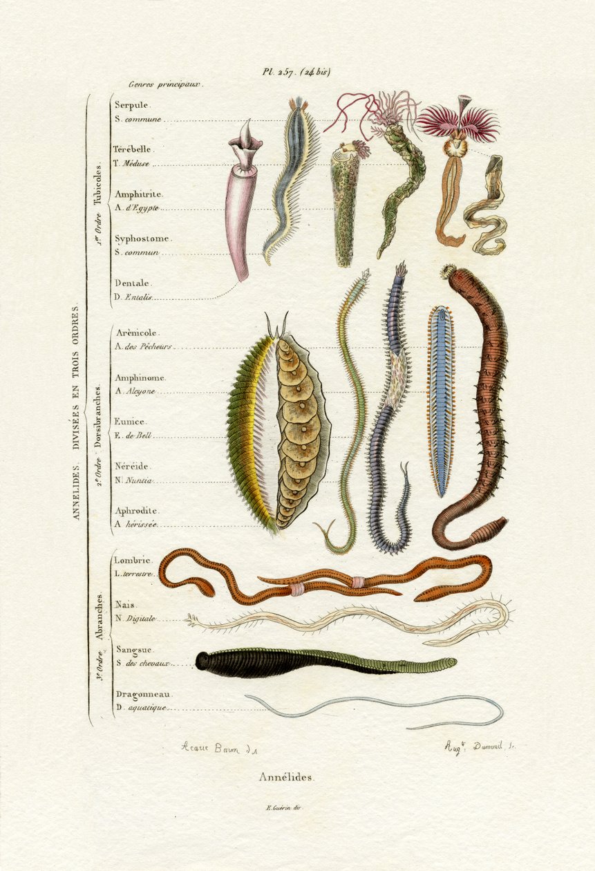 Annelids, 1833-39  by French School