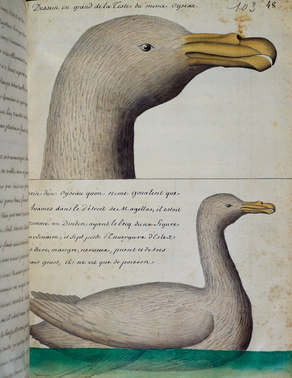 Bird from Strait of Magellan by French School