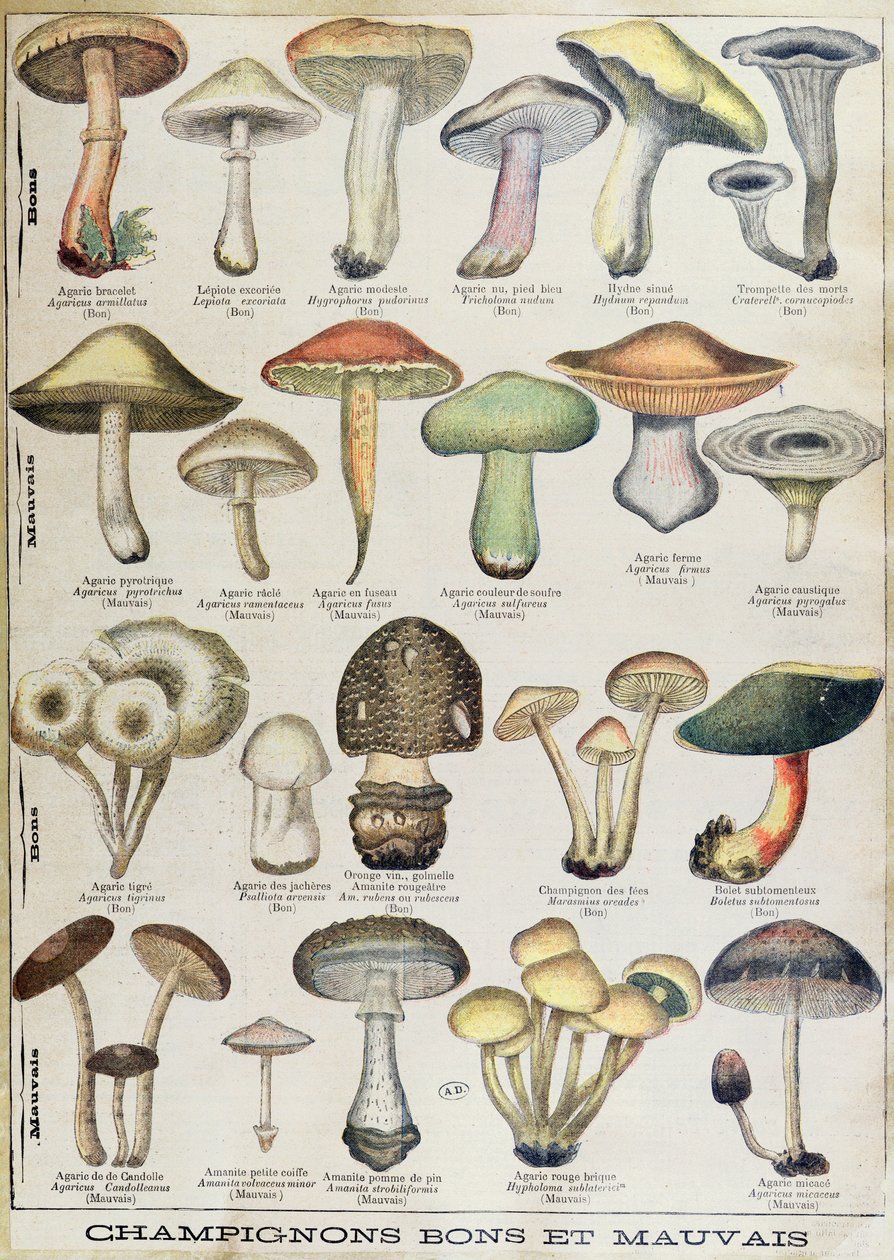 Botanical plate depicting 